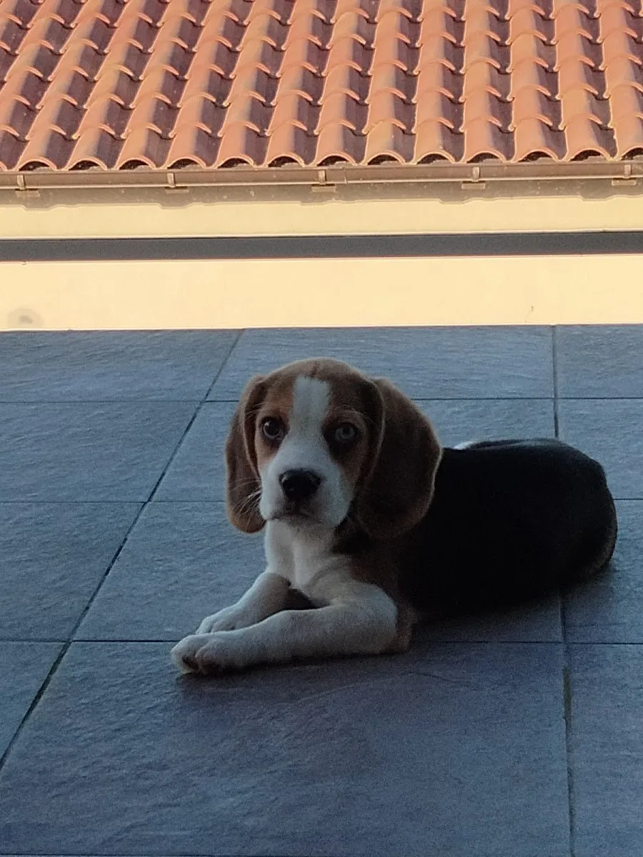 Afijo de Sierra Dormida en San Fernando de Henares — foto 2
