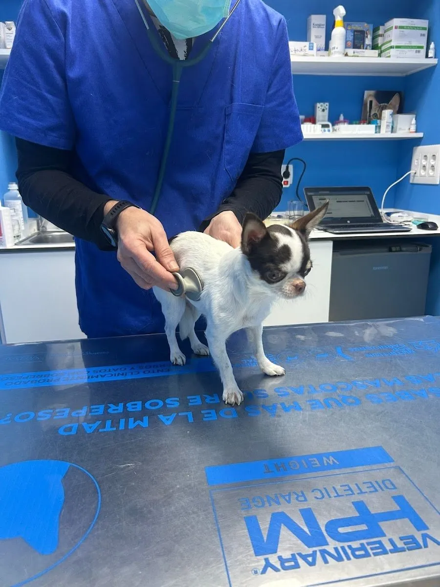 CLINICA VETERINARIA CALIDAD SIN FRONTERA - VICÁLVARO en Vicálvaro — foto 3