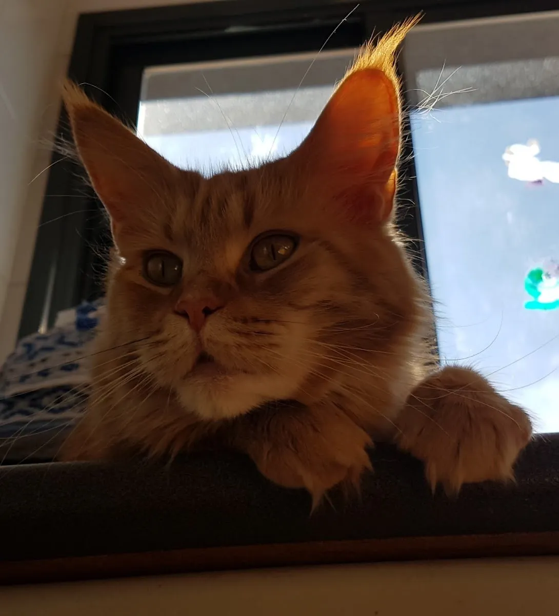 Clínica Veterinaria Méjico 17 en Coslada — foto 4