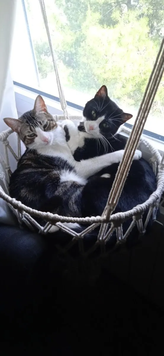 Clínica Veterinaria Méjico 17 en Coslada — foto 5