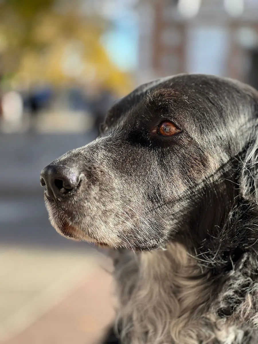 Clínica Veterinaria Omega en Vicálvaro — foto 3