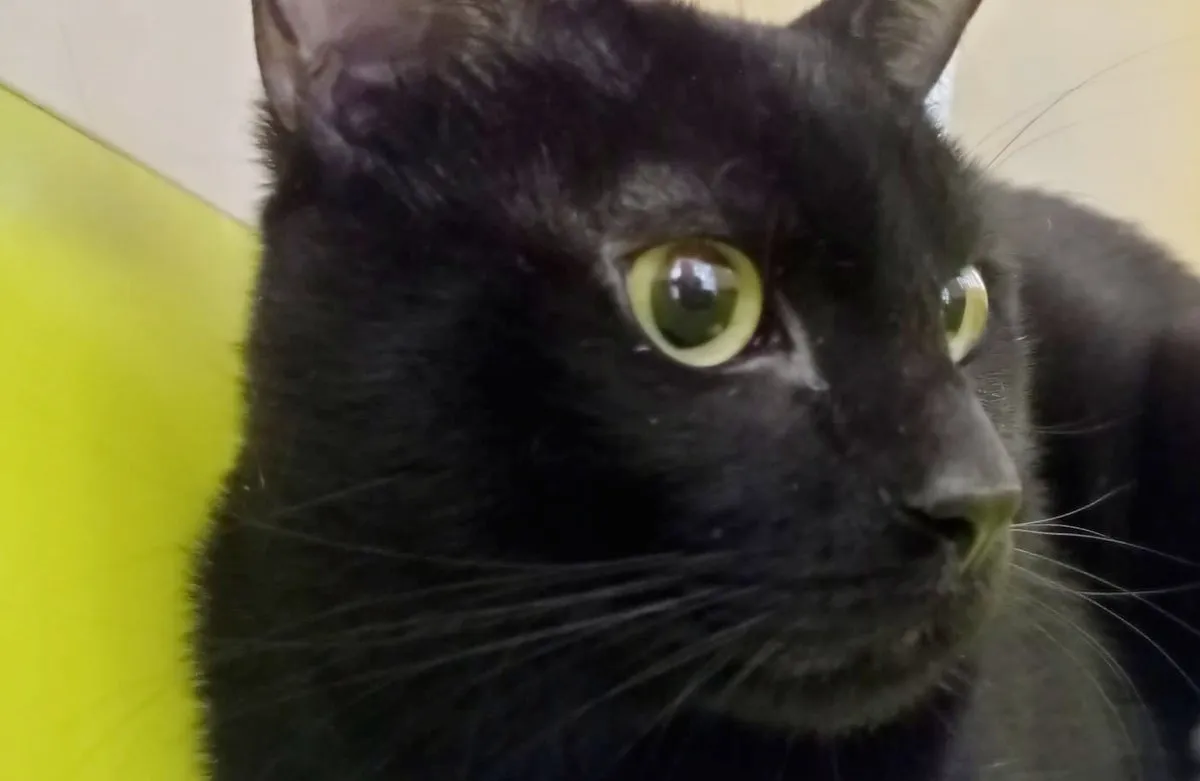 Clínica Veterinaria Omega en Vicálvaro — foto 5