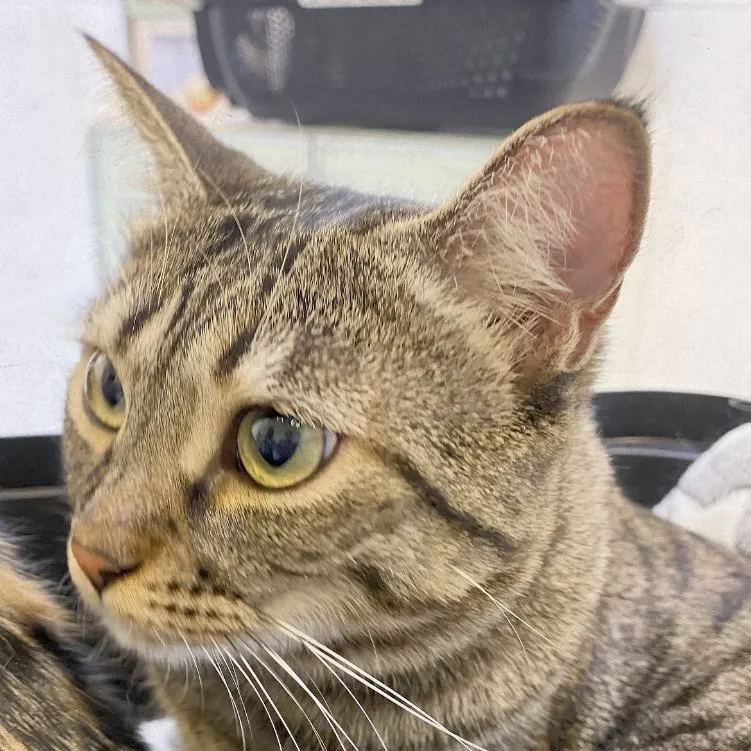 Clínica Veterinaria WECAN La Colina en Coslada — foto 4