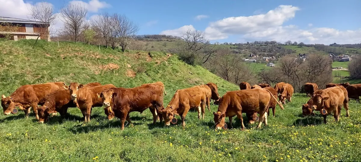 digitanimal en San Fernando de Henares — foto 2