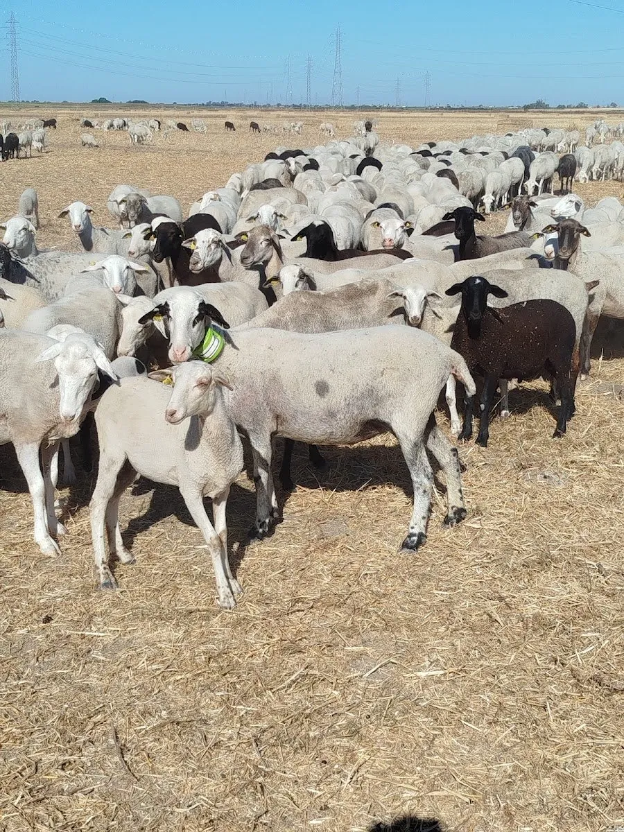 digitanimal en San Fernando de Henares — foto 4