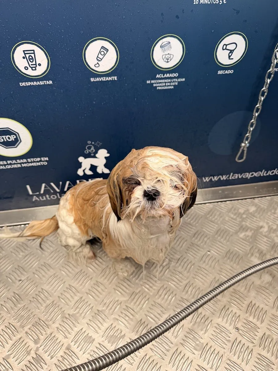Lavapeludos en El Cañaveral