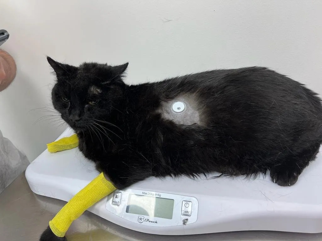 Mascotiti Hospital Veterinario Cañaveral – Urgencias 24h en El Cañaveral — foto 4