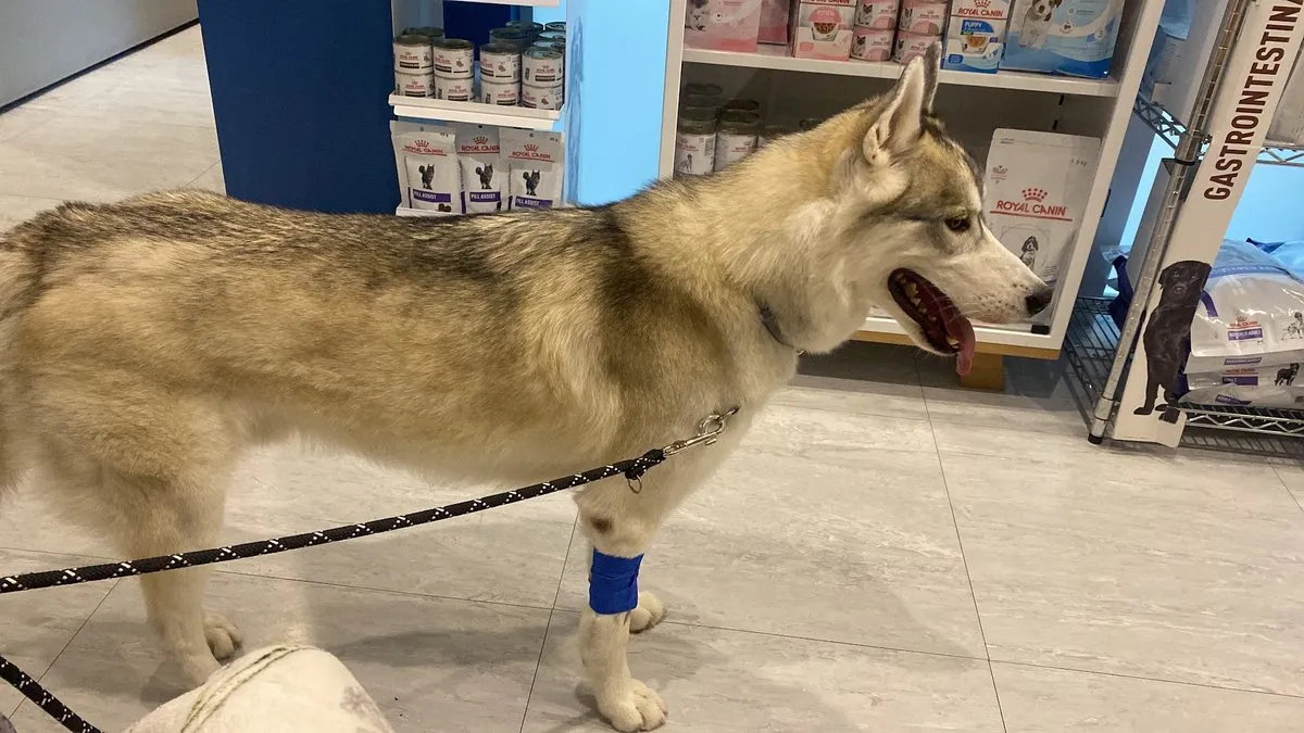 Mascotiti Hospital Veterinario Cañaveral – Urgencias 24h en El Cañaveral — foto 5