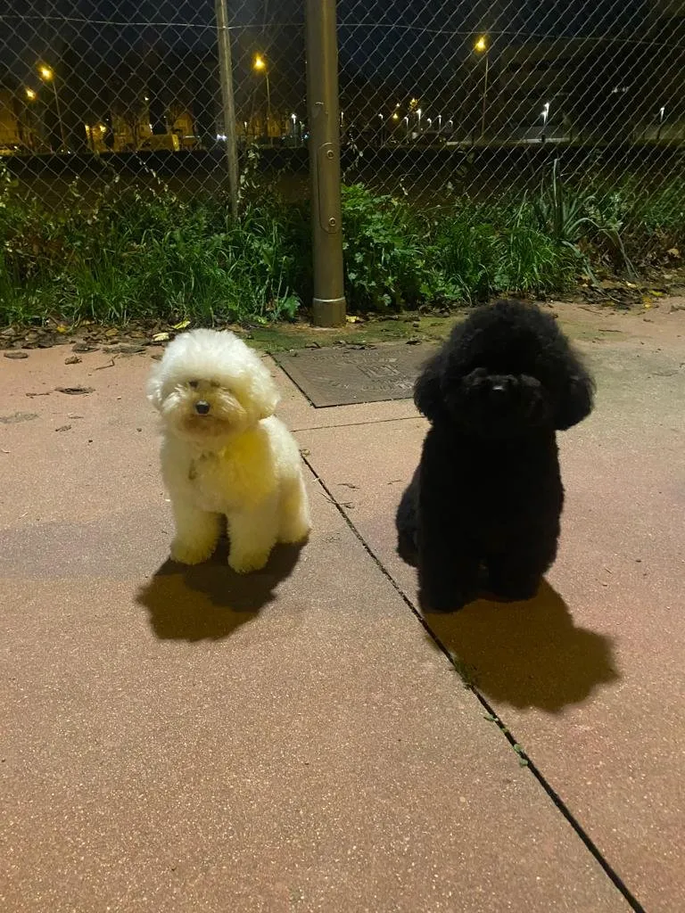 Peluquería Canina frenchieperbote en San Fernando de Henares — foto 2