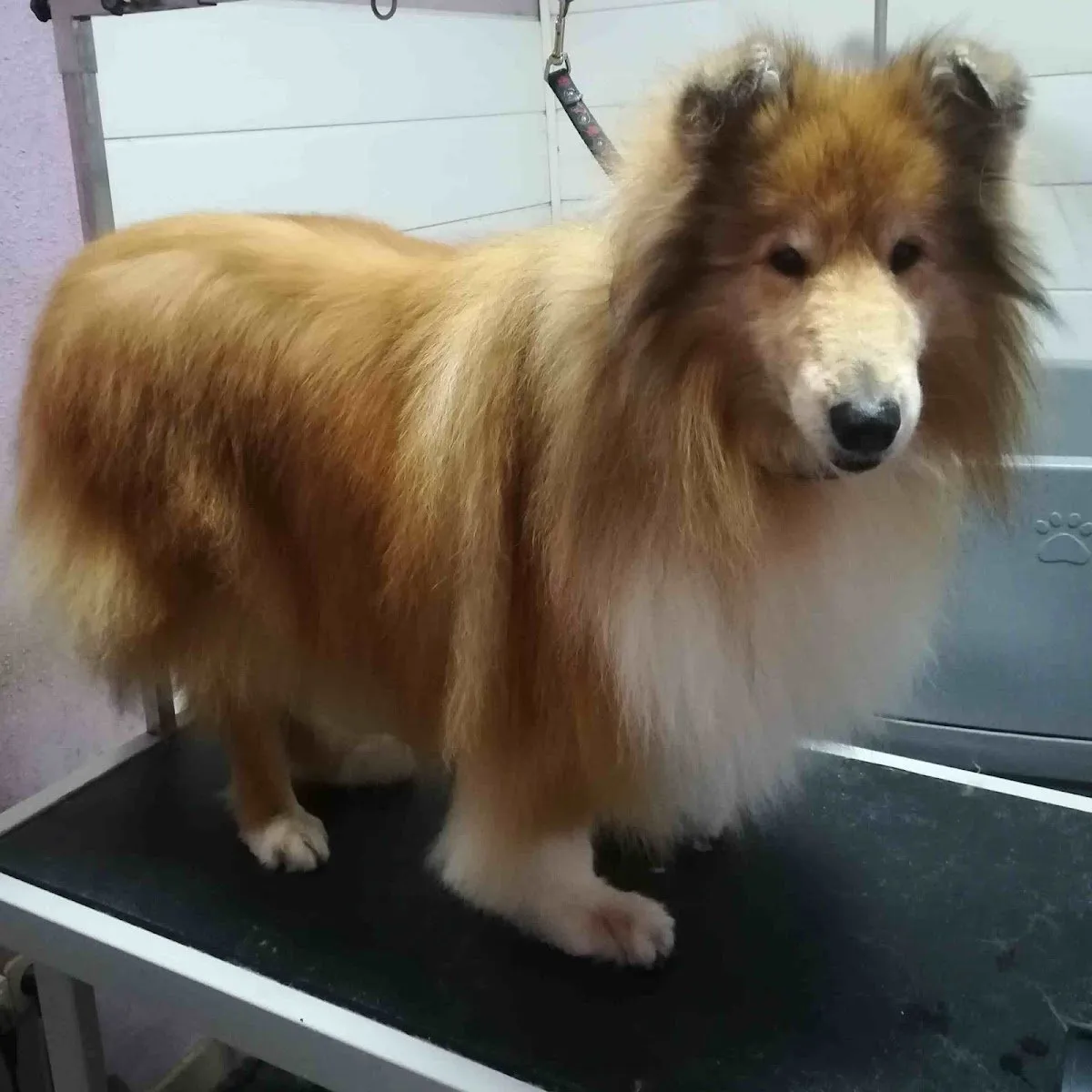 Peluquería Canina frenchieperbote en San Fernando de Henares — foto 3