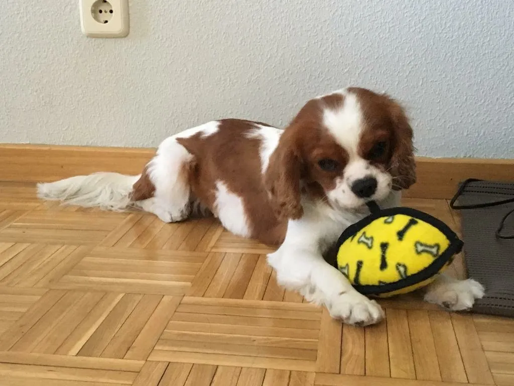 Peluquería Canina frenchieperbote en San Fernando de Henares — foto 5