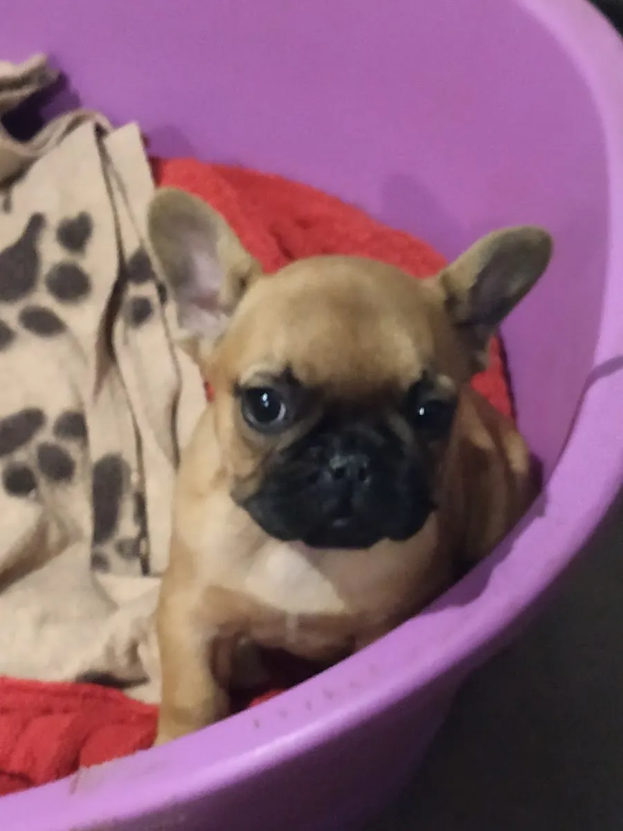 Peluquería Canina frenchieperbote