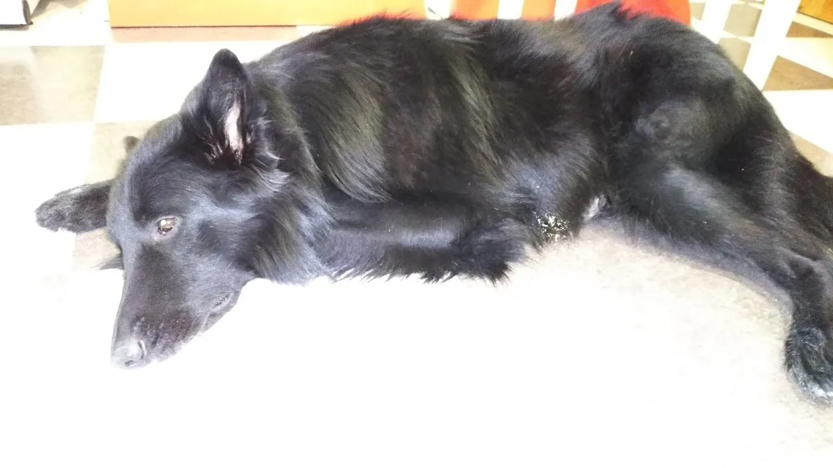 Veterinaria Vicalvaro en Vicálvaro — foto 2