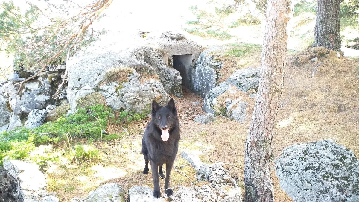 Veterinaria Vicalvaro en Vicálvaro — foto 3