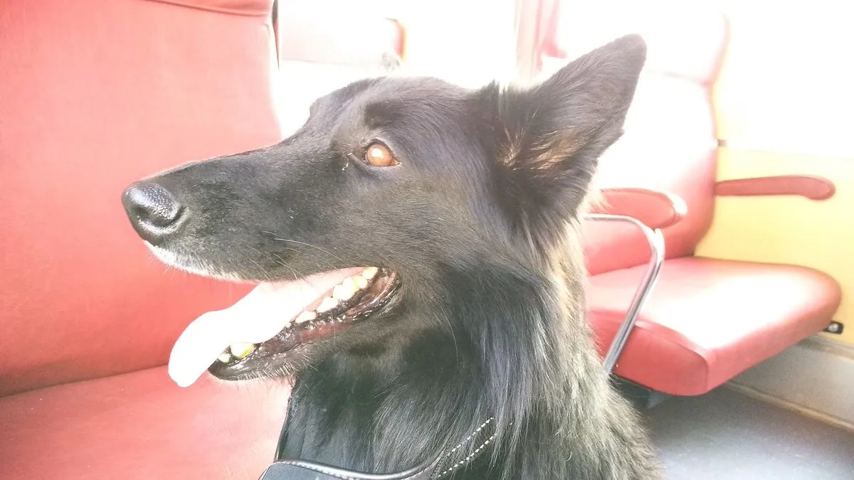 Veterinaria Vicalvaro en Vicálvaro — foto 4