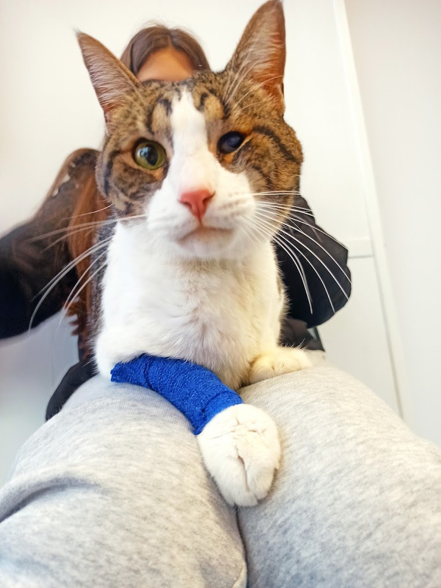 Vicalcan Clínica Veterinaria en Vicálvaro — foto 2