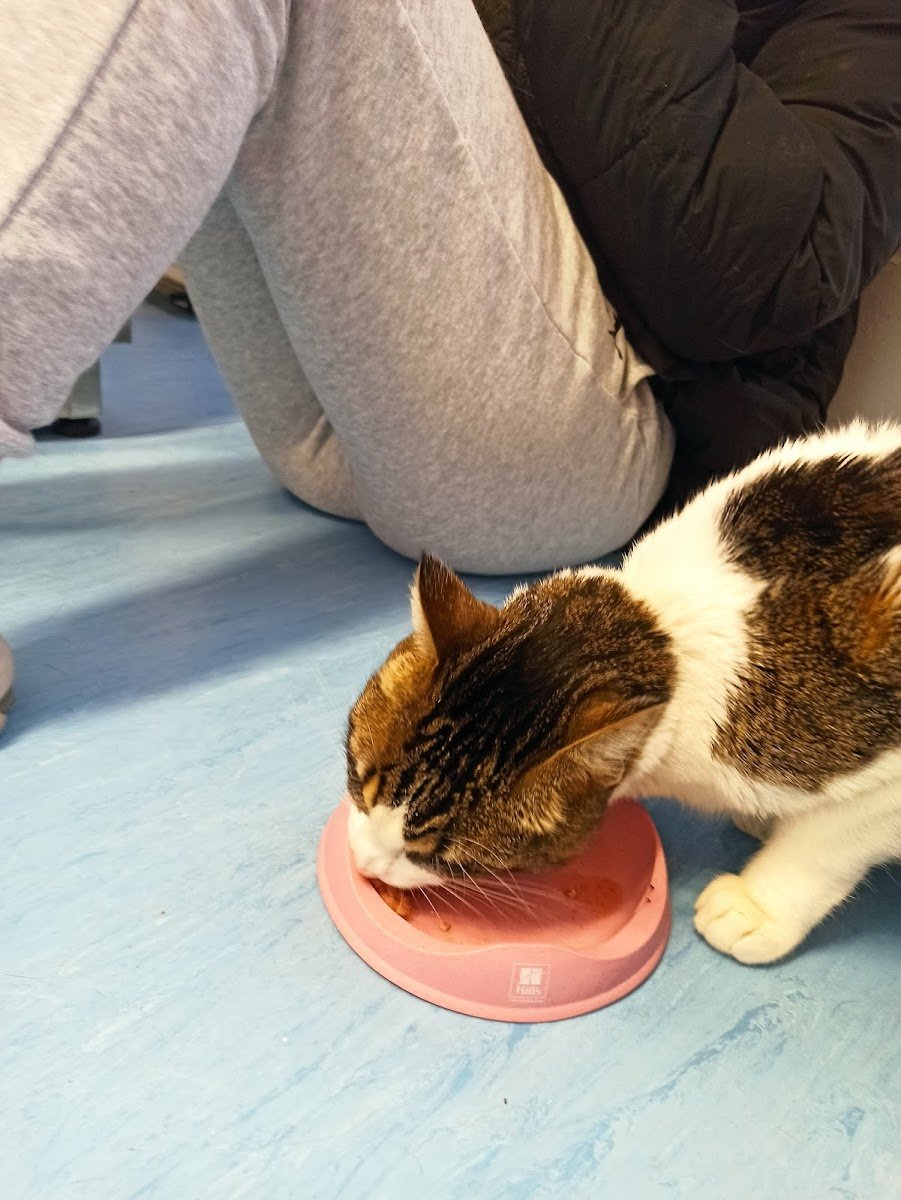 Vicalcan Clínica Veterinaria en Vicálvaro — foto 3