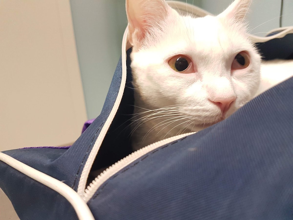 Vicalcan Clínica Veterinaria en Vicálvaro — foto 4