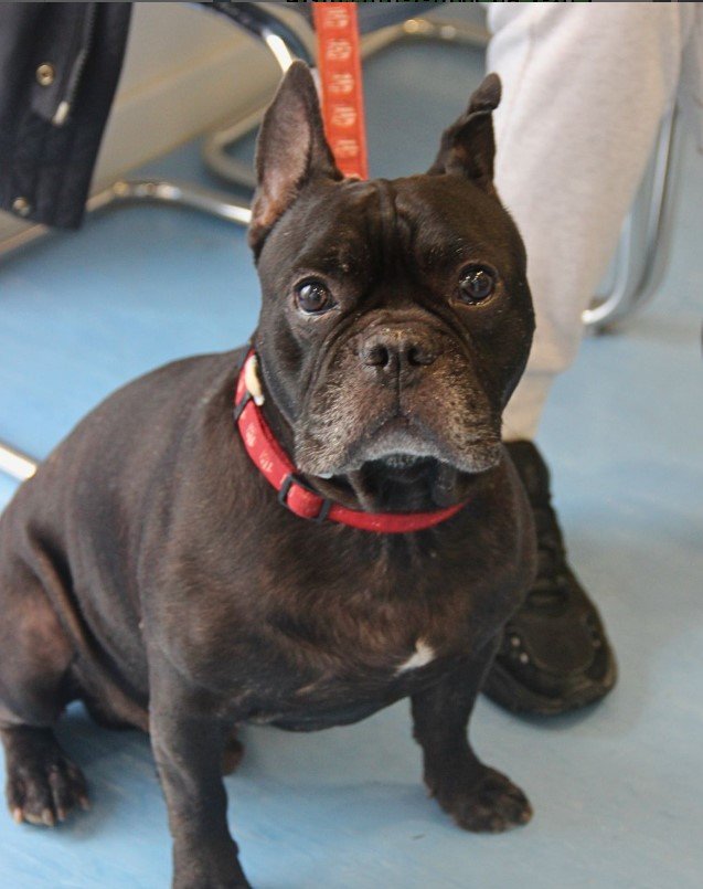 Vicalcan Clínica Veterinaria en Vicálvaro — foto 5